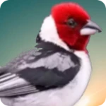 brazilian's birds sounds android application logo